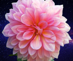 Dahlia