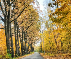AUTUMN ROAD