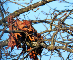 Leaves