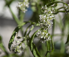Tere Çiçeği / Cress Flower