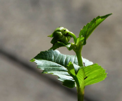 Dahlia bud