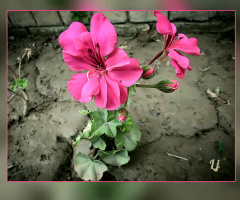 Geranium beauty ❤️⚜❤️