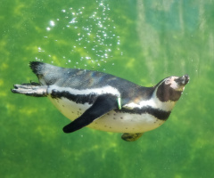 Copenhagen Zoo - 2024