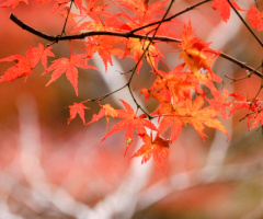 Maple reaf
