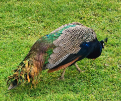 COLOURFUL PEACOCK 