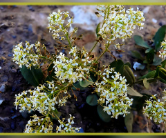 Wild blossoms ⚜⚜