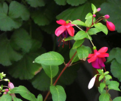 blossoms