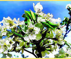 Apple blossom ⚜⚜
