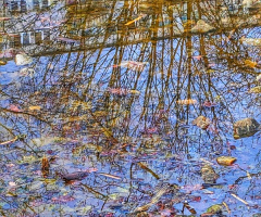 REFLECTIONS 