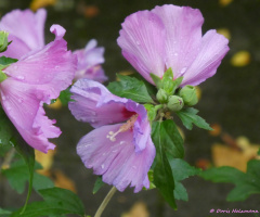 Hibiscus