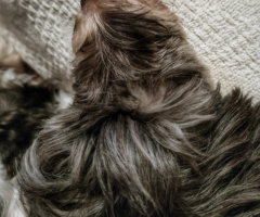 DOG'S HAIR