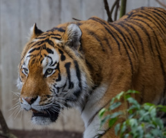 Amur Tiger - Copenhagen Zoo 2024.