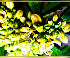 Cannabis flower buds ⚜