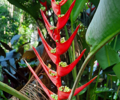 Tropical Flower
