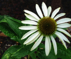 ECHINACEA 