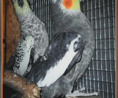 A peek into Aviary ⚜