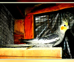 While in the Aviary ⚜⚜⚜