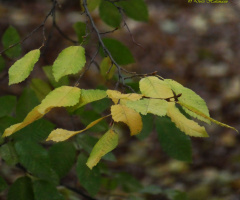 Leaves