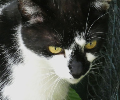 Neighbour's cat 
