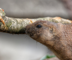 Black -tailed Prairie Dog - Cph Zoo.