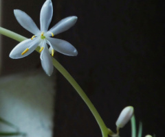 Green Lily Blossom