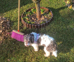 HELPER