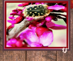 Flower and Pollinator ⚜⚜