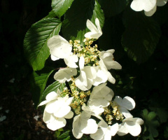 Japanese Snowball - Viburnum plicatum