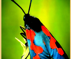 Beautiful Bug ⚜⚜