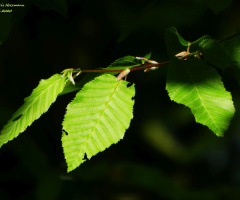 Leaves