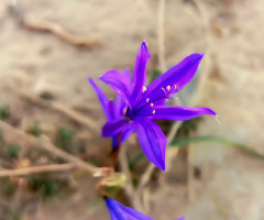 نیلوفر ،Wlid lily ⚜⚜