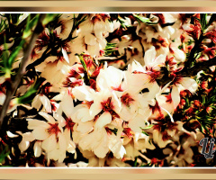 Apple blossom ⚜⚜