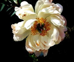 PEONY