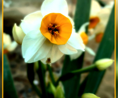 نرگس، Daffodil ❤️⚜