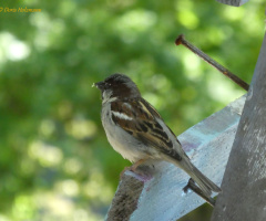 sparrow