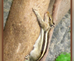 Squirrel ⚜⚜⚜