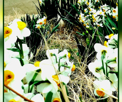 Daffodils ❤️⚜❤️