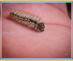 Caterpillar ⚜⚜