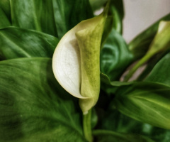 CALLA IN BLOOM