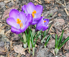 CROCUSES-SPRING FLOWERS