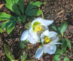 HELLEBORES 