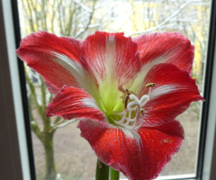 Amaryllis