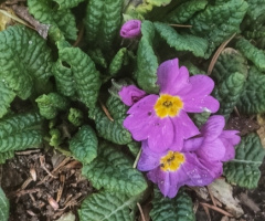 PRIMROSEES