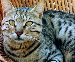 Goshu the cat ⚜⚜