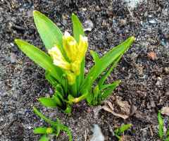 HYACINTH IN BLOOM