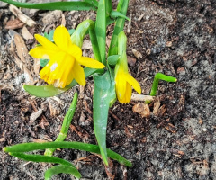 SPRING JONQUILS 