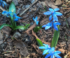 SCILLA