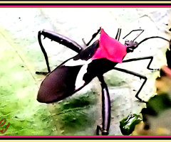 Beautiful Bug ❤️⚜