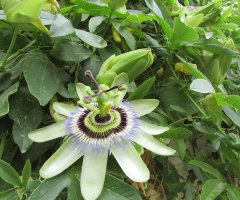 Passion Flower ❤️⚜❤️