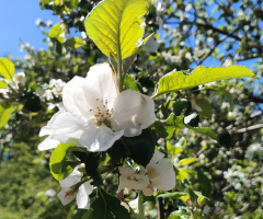 BLOOMING TREE